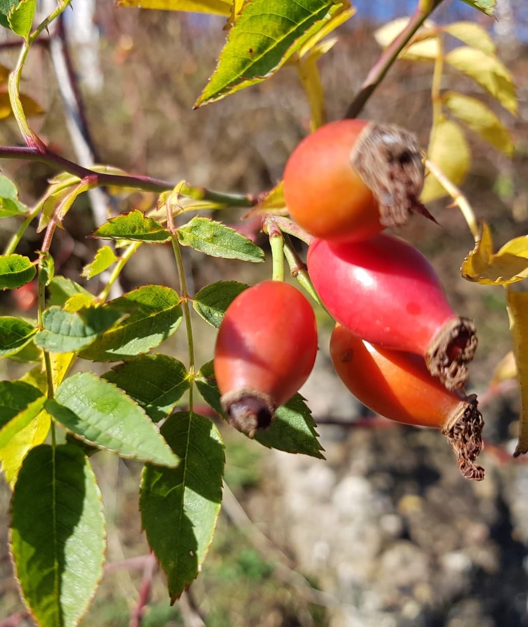 Wildpflanzen entdecken